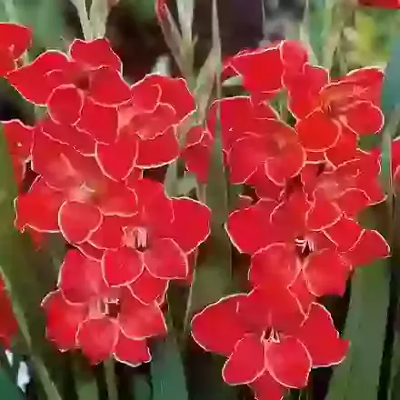 Hardy Gladiolus